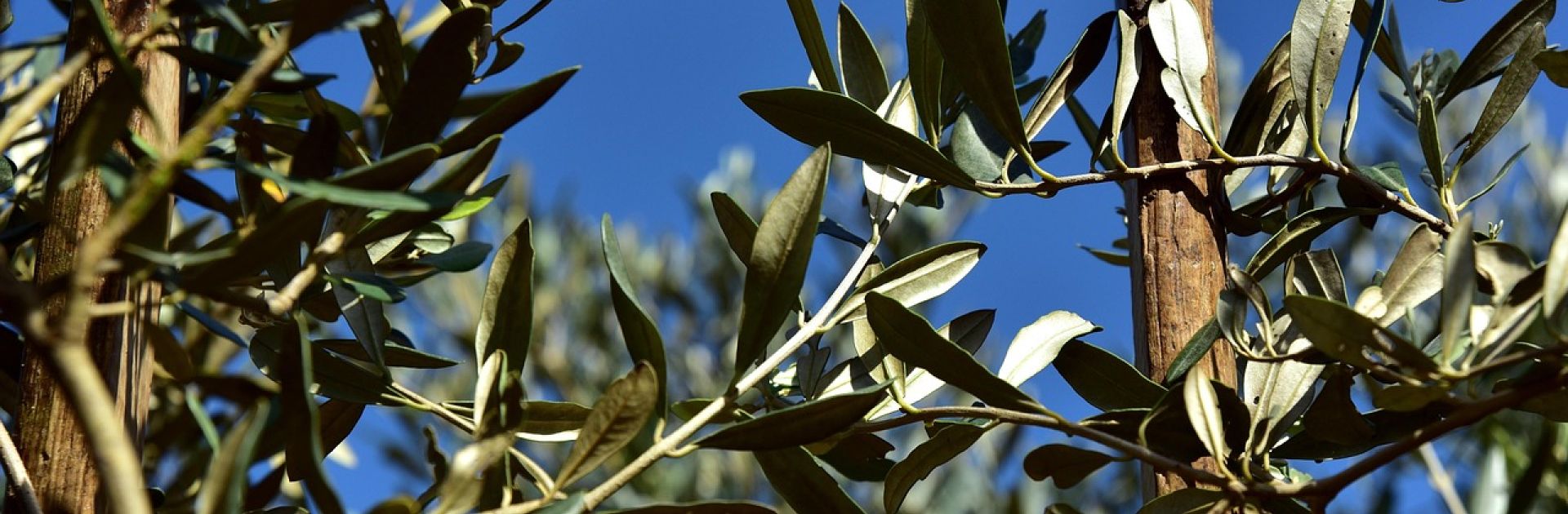 «Benedetto colui che viene»